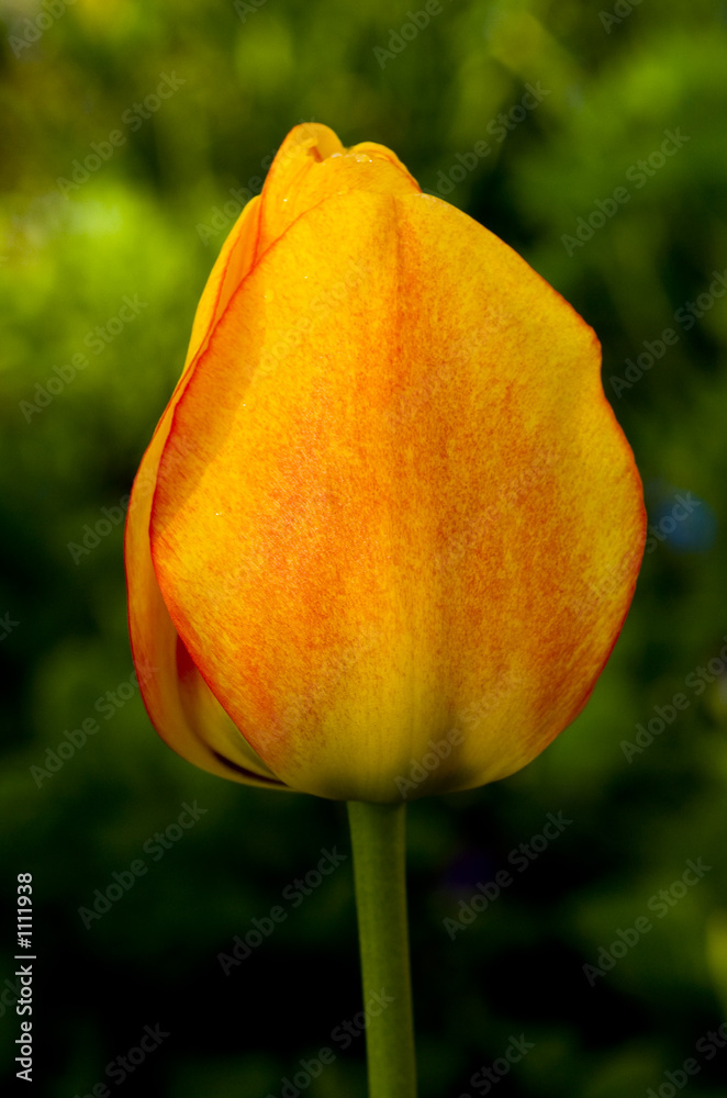 tulip tulip
