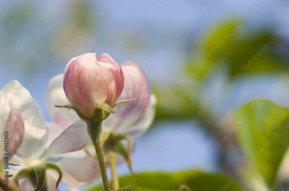 apple flower apple flower