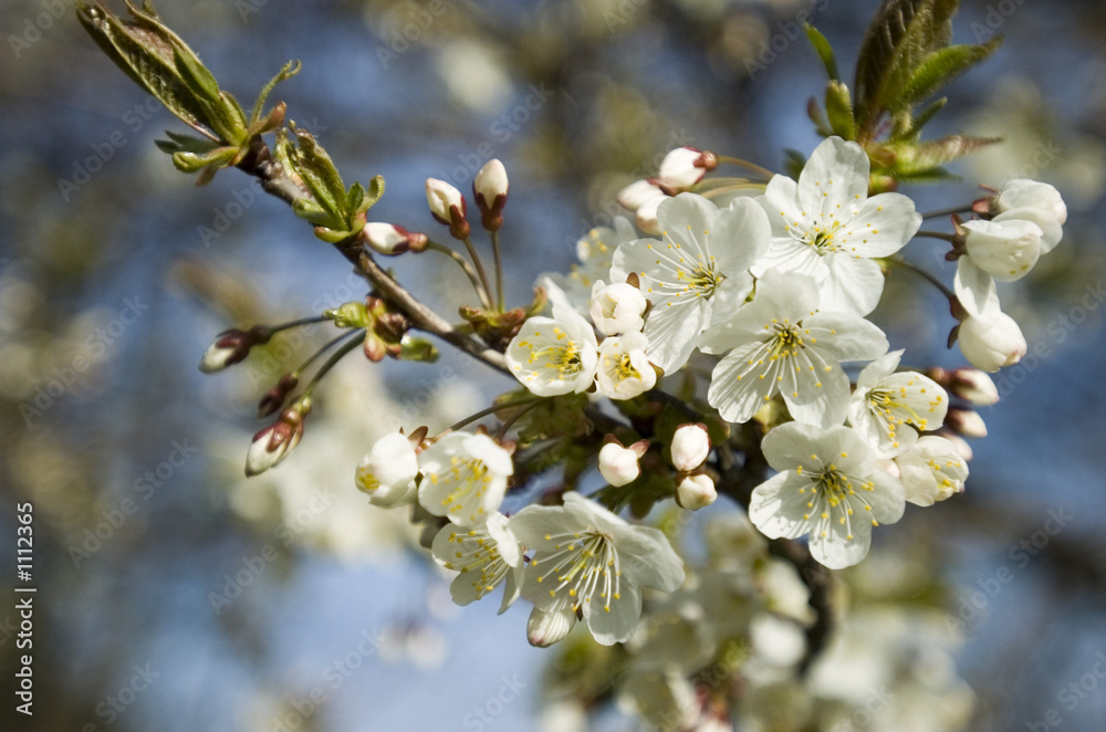 cherry tree flower