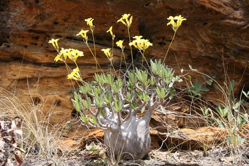 pachypodium rosalatum (pied d'éléphant)