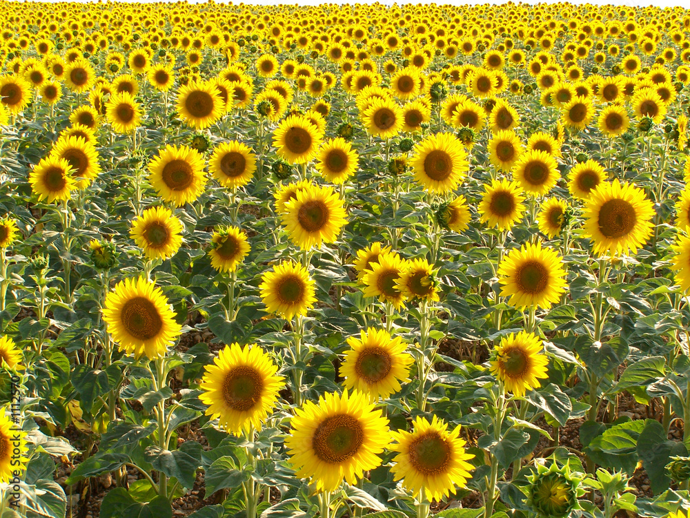 tournesol tournesol