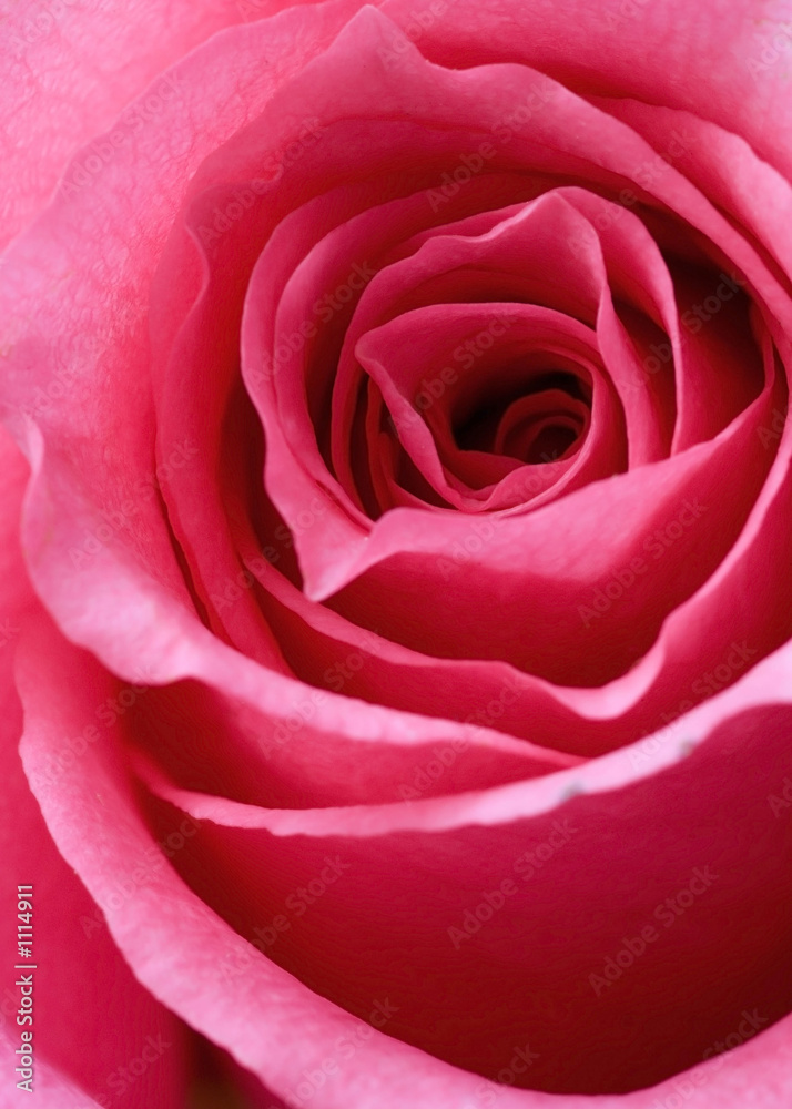 rose closeup rose closeup