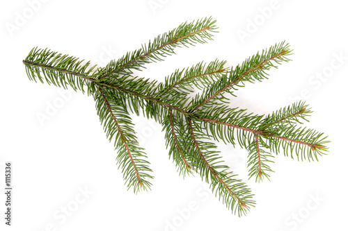 isolated pine branch
