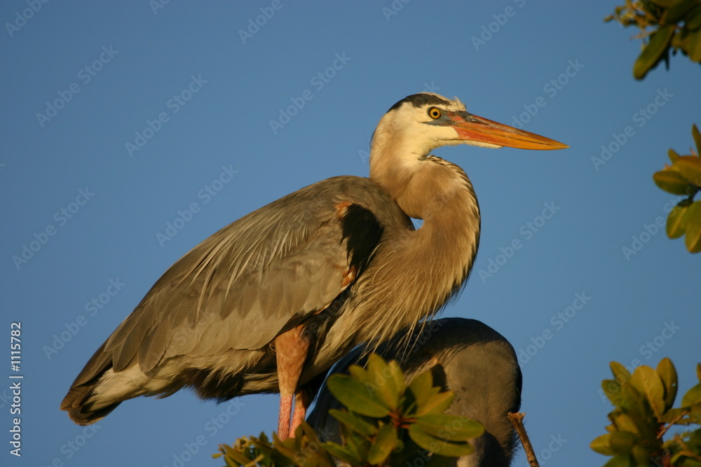 Obraz premium great heron