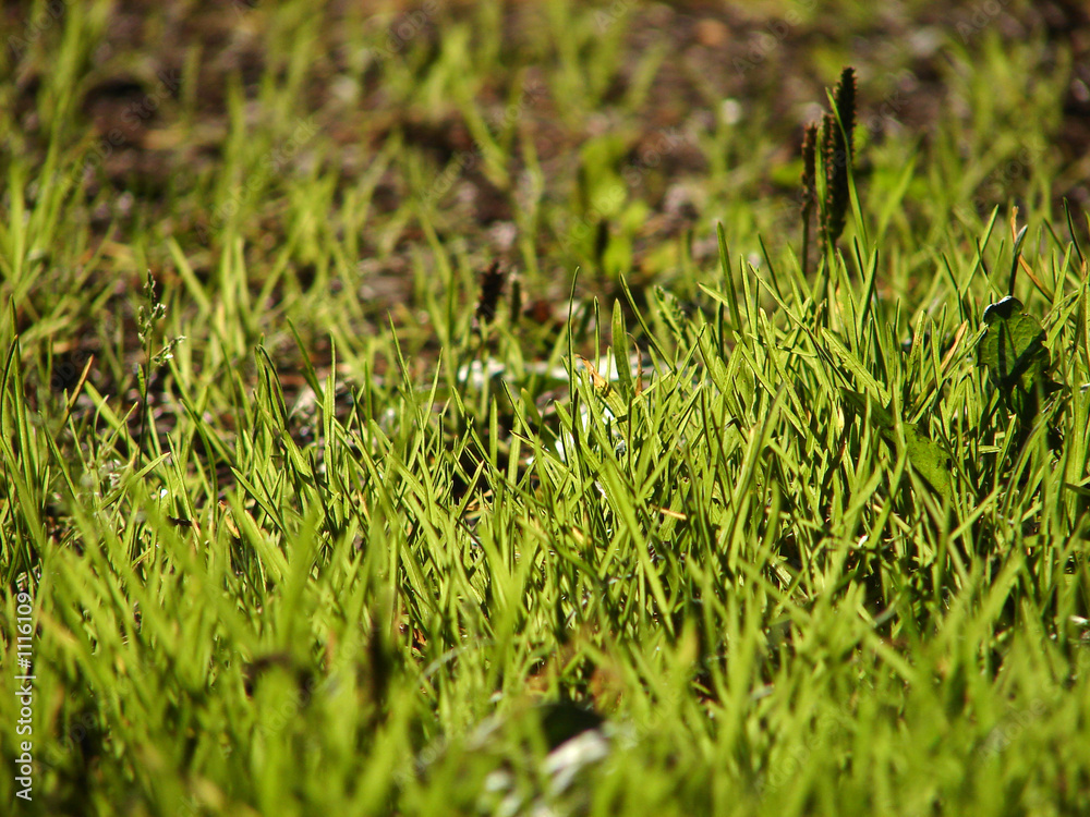 grass grass