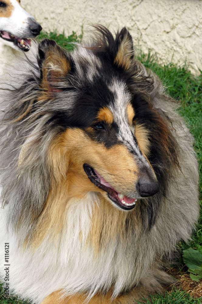 portrait de colley portrait de colley