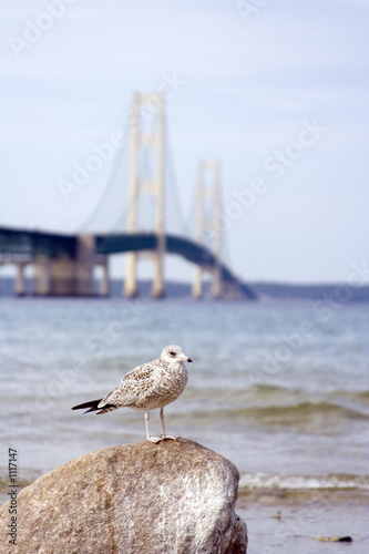 bridge seagull