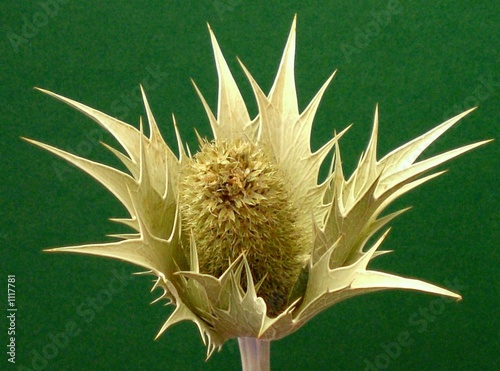 distel - thistle