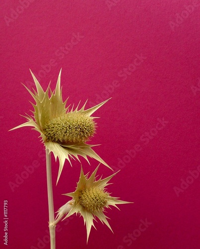 distel - thistle