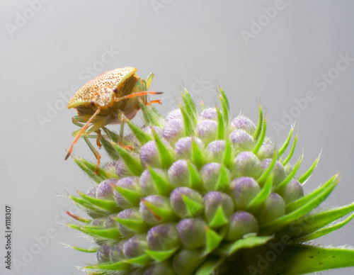 bug on the succisa pratensis moench photo