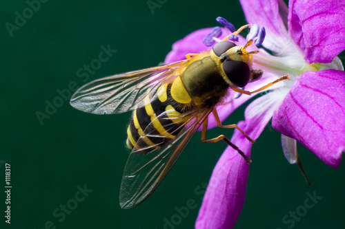 wasp on the woodland geranium flower