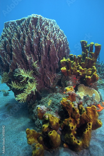 scene of coral reef