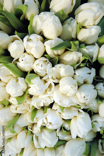 tulipes blanches