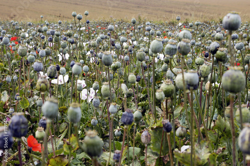 Photography field of poppies