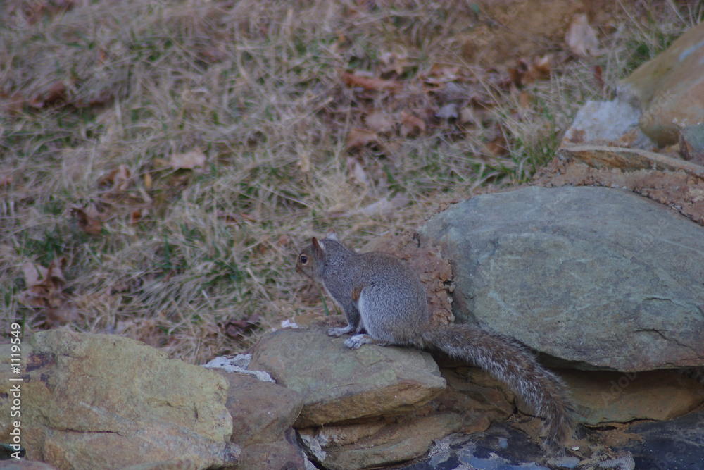 squirrel squirrel