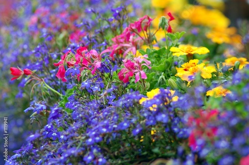 purple, pink and yellow flowers