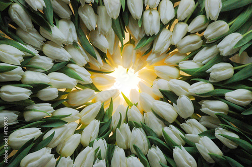 tulipesrond