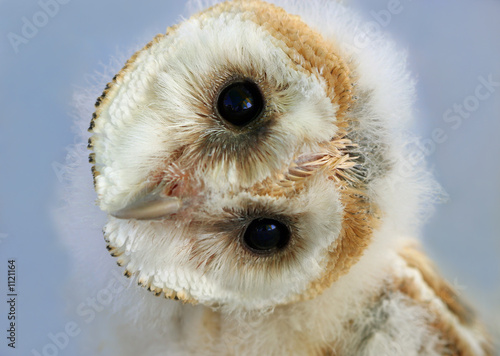 baby barn owl © marilyn barbone