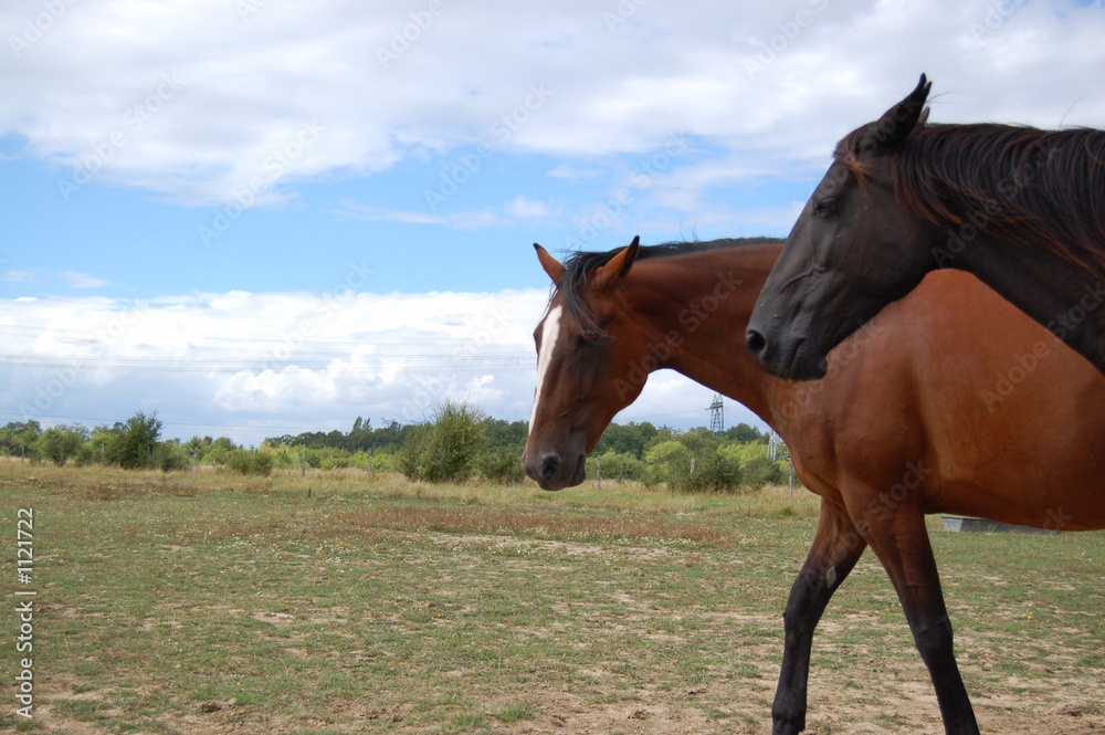 chevaux chevaux