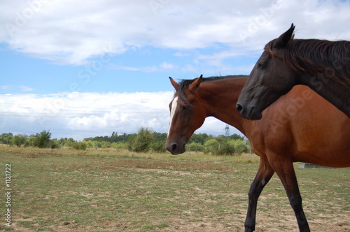 chevaux