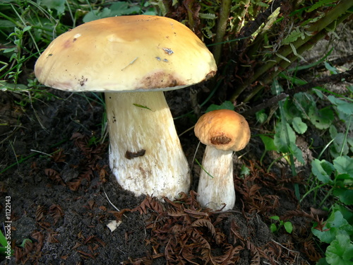 two boletus
