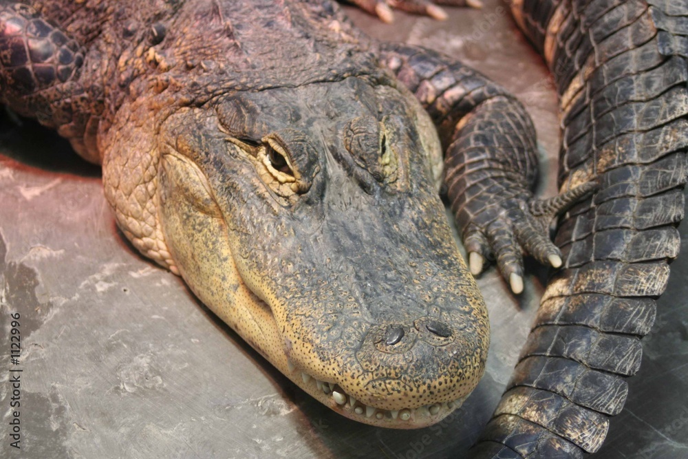 Fototapeta premium alligator