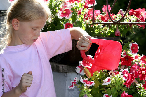 gloxinia photo