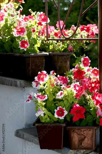 gloxinia