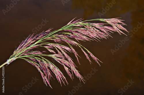 reed head photo