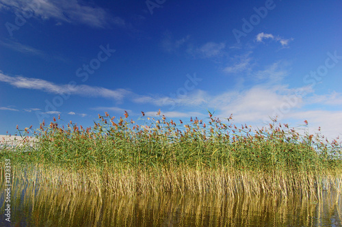 Fotografia reedbed