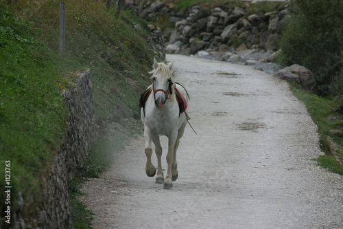 der nachzügler photo