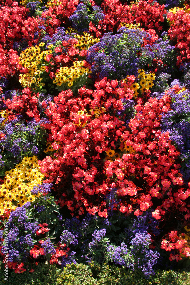 Obraz premium colorful flower