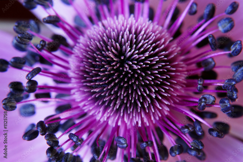 Fototapeta premium anamone kwiat