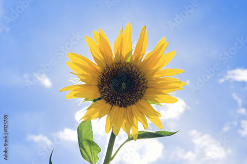 sonnenblume