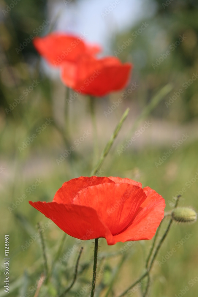 Obraz premium dziki mak