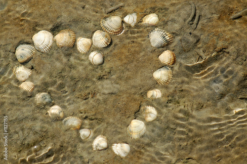 muschelherz