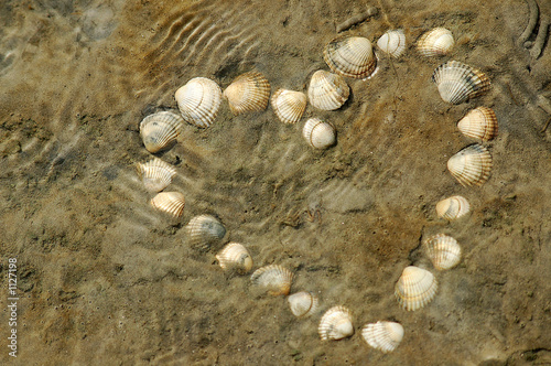 muschellherz