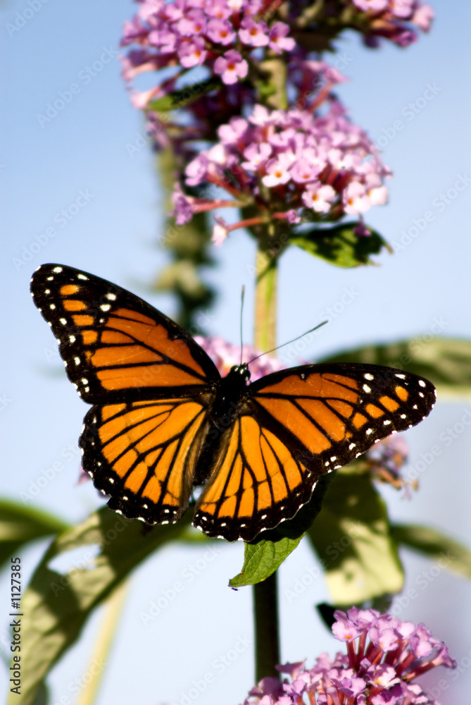 Obraz premium monarch butterfly