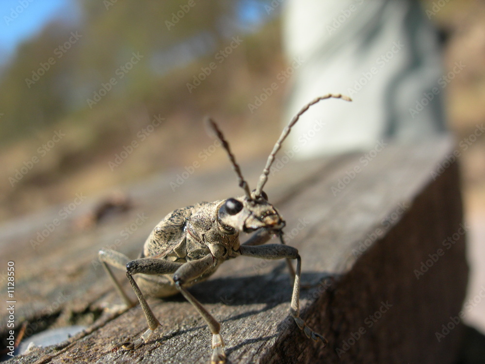käfer käfer