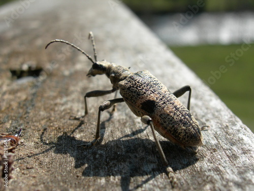 käfer © Marco Koroll