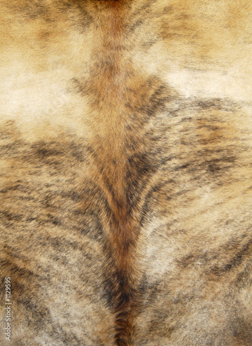 cowhide photo