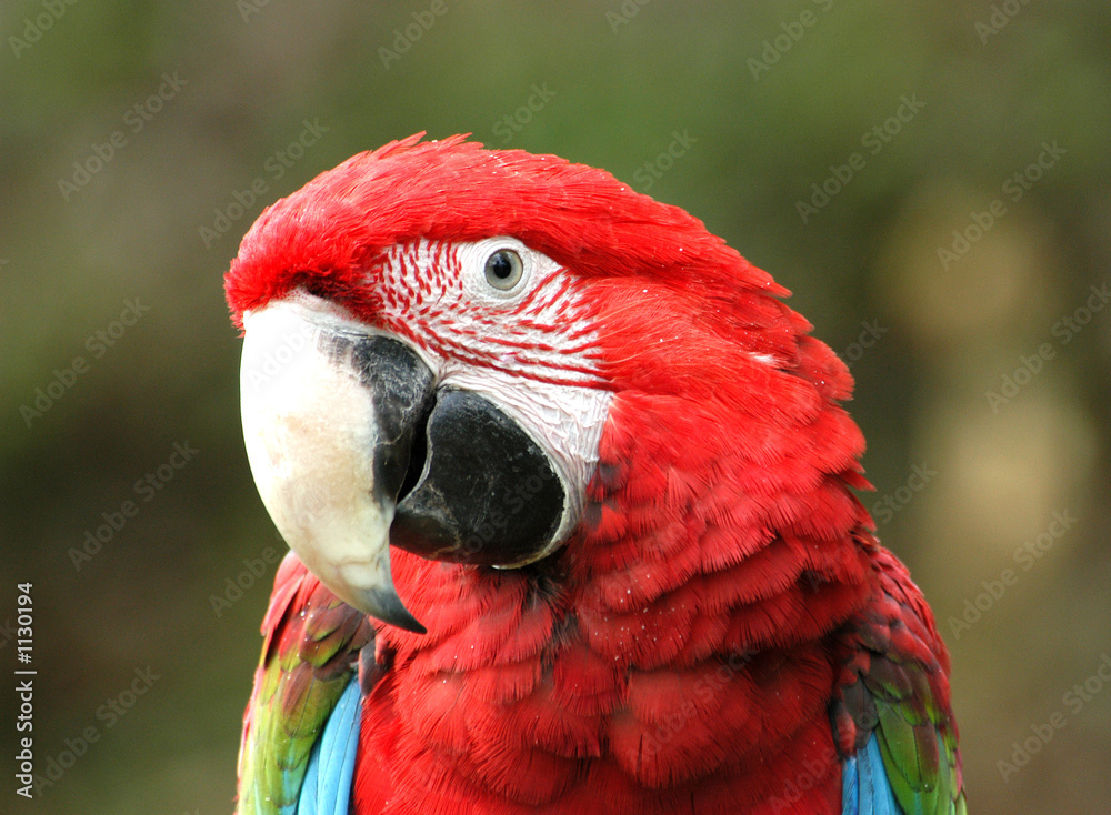 green-winged macaw
