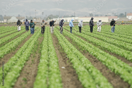 Valokuvatapetti farm workers at work