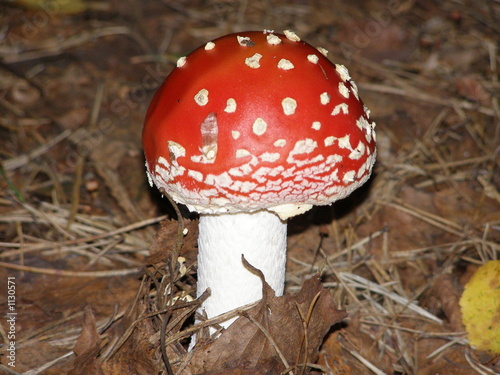 muschroom