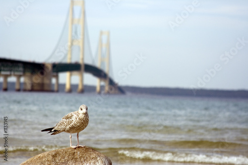 bridge seagull landscape