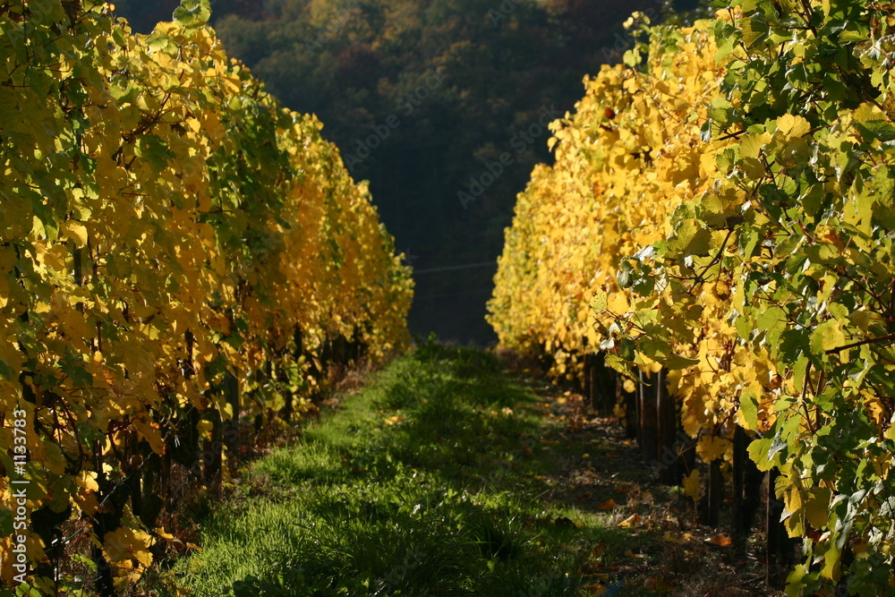 Naklejka premium wein