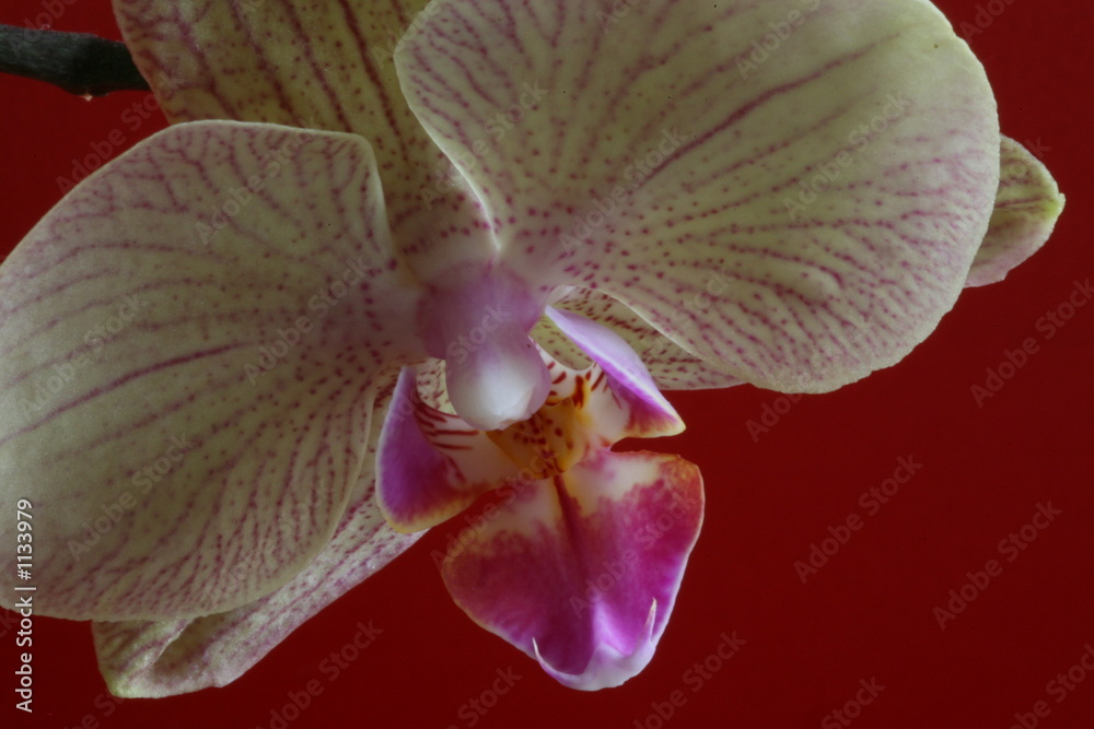orchidee diagonal orchidee diagonal