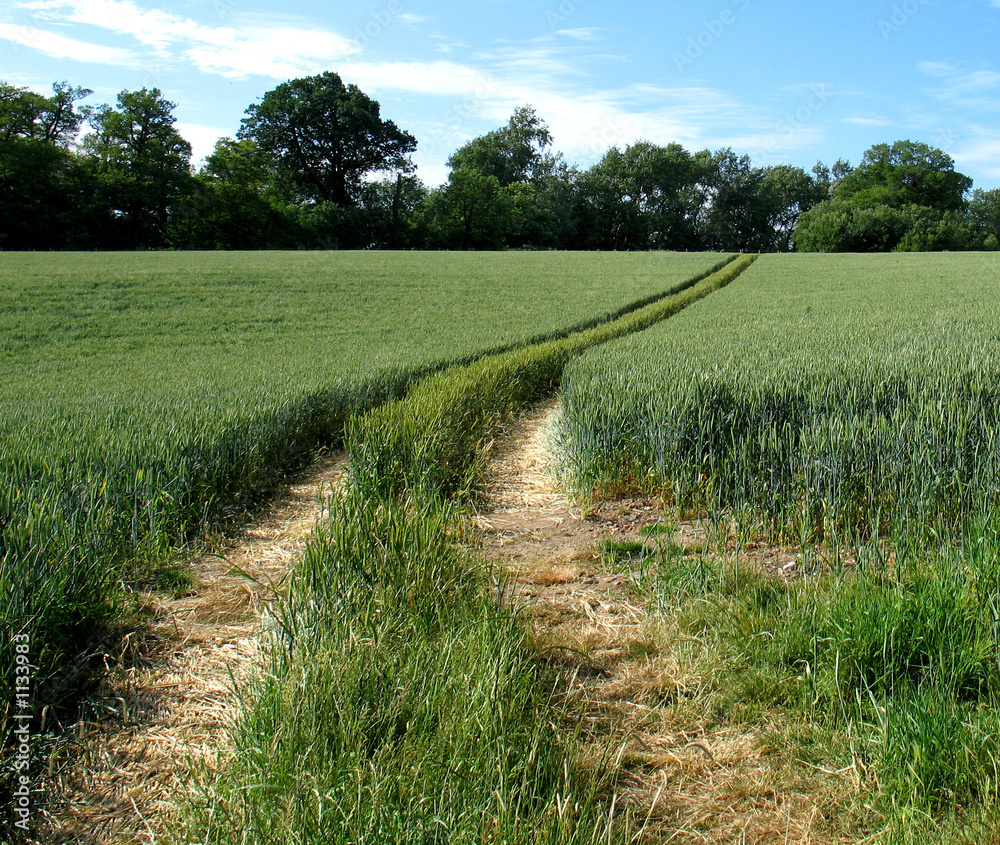 Obraz premium field england