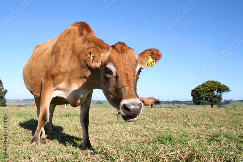 how now brown cow? © Joe Gough