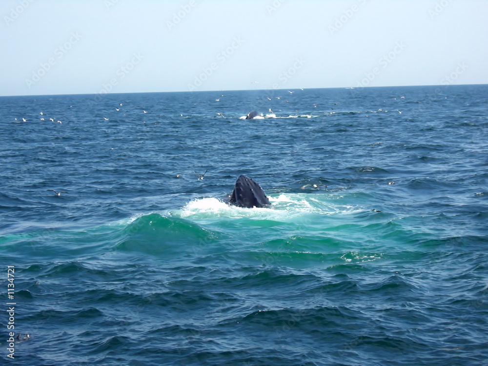 Fototapeta premium surfacing whale